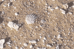 Sea-soil-desert